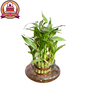 LUCKY BAMBOO